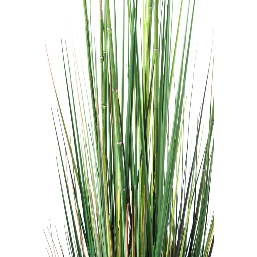 SCHACHTELHALM-SCHILFGRAS