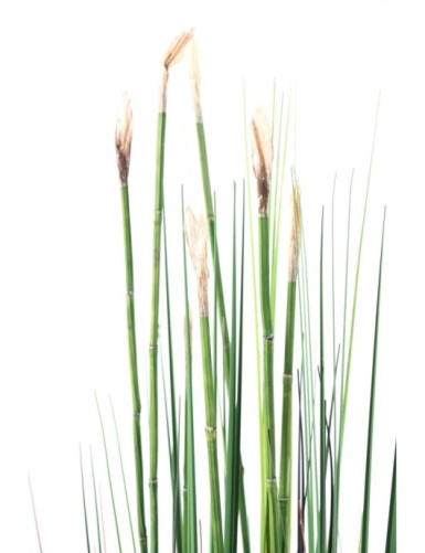 SCHACHTELHALM-SCHILFGRAS