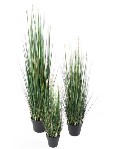 SCHACHTELHALM-SCHILFGRAS