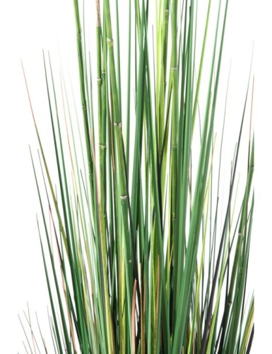 SCHACHTELHALM-SCHILFGRAS