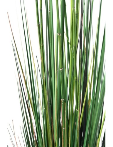 SCHACHTELHALM-SCHILFGRAS