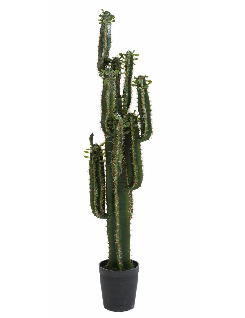 CACTUS (FINGER) B