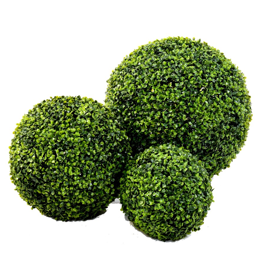 BOXWOOD BALL GR