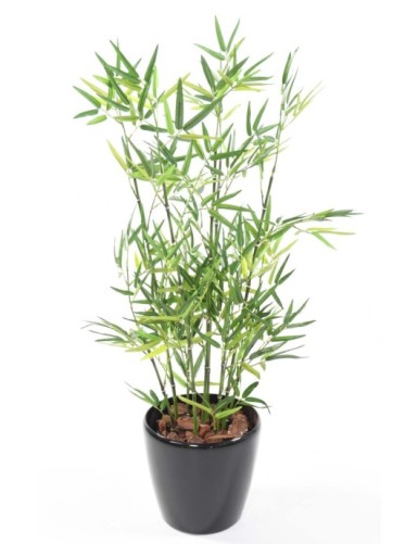 BAMBÚ EN MACETA