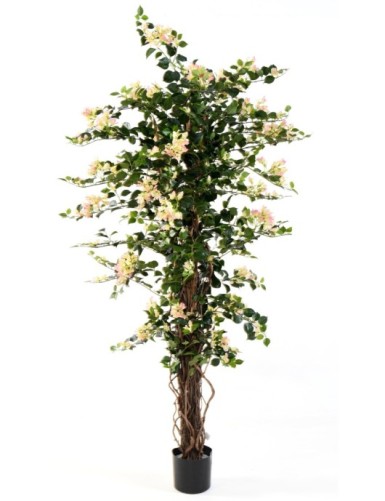 BUGANVILLA NEW LIANAS