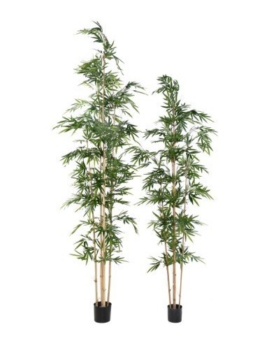 BAMBUS ASSYMETRISCH