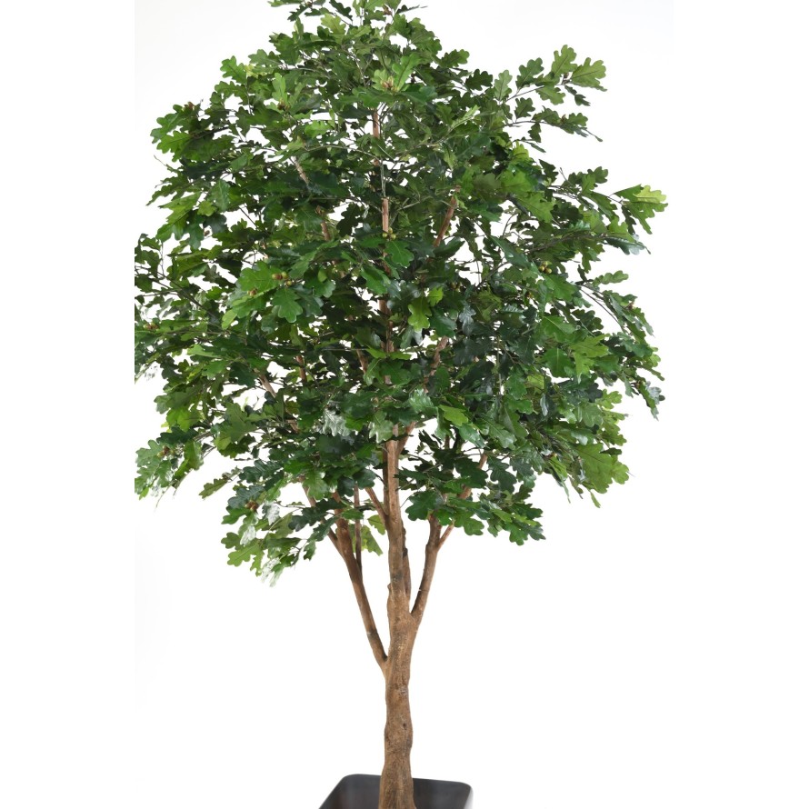 ROBLE ÁRBOL Nuevo