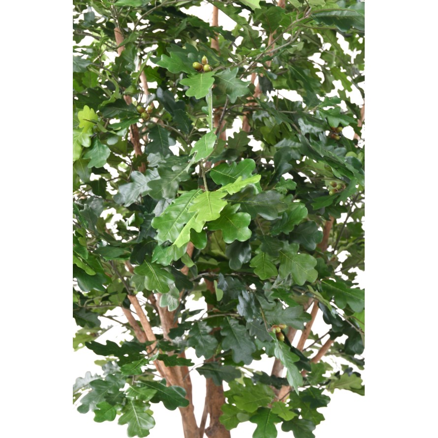 ROBLE ÁRBOL Nuevo