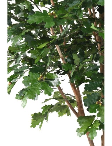 ROBLE ÁRBOL Nuevo