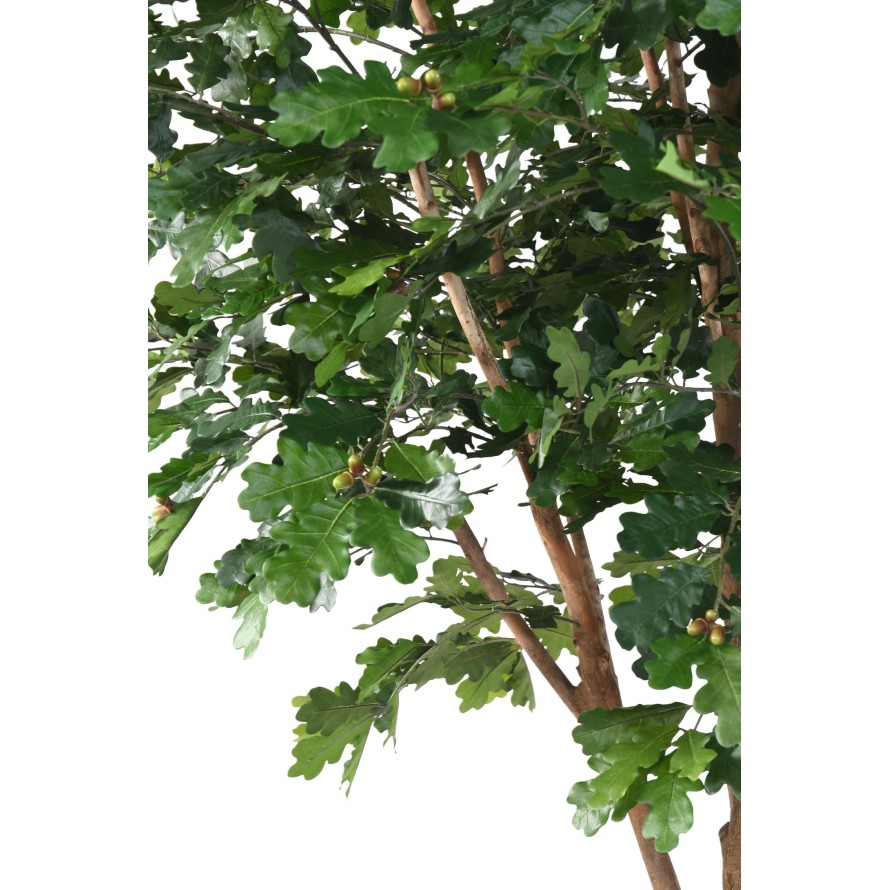 ROBLE ÁRBOL Nuevo