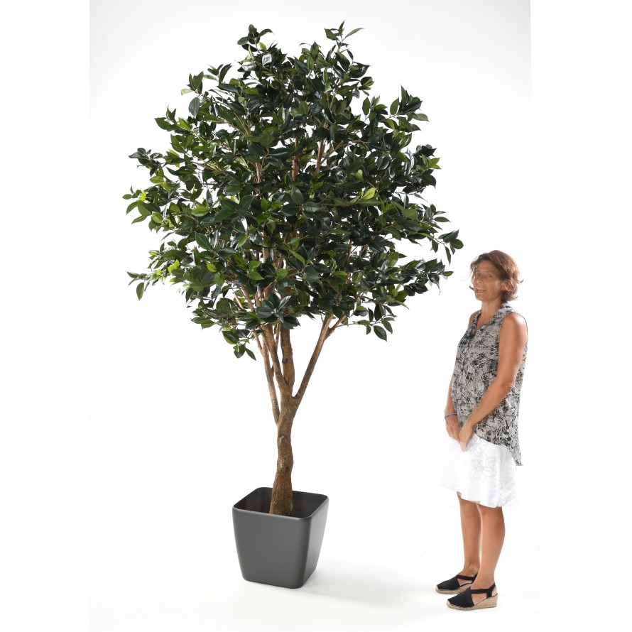 OBSTBAUM new