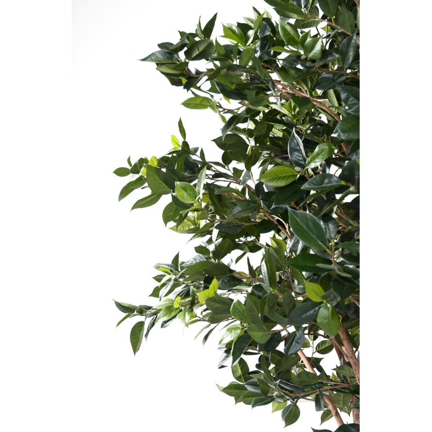 OBSTBAUM new
