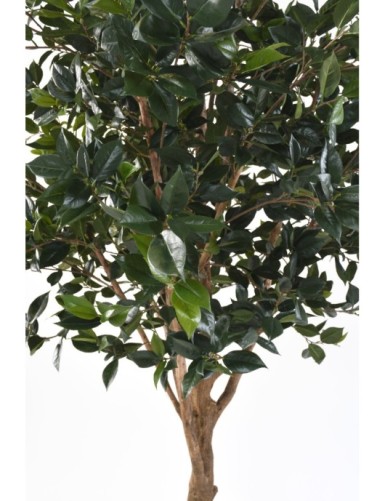 OBSTBAUM new