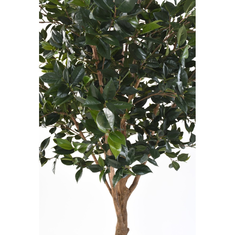 ÁRBOL FRUTAL nuevo