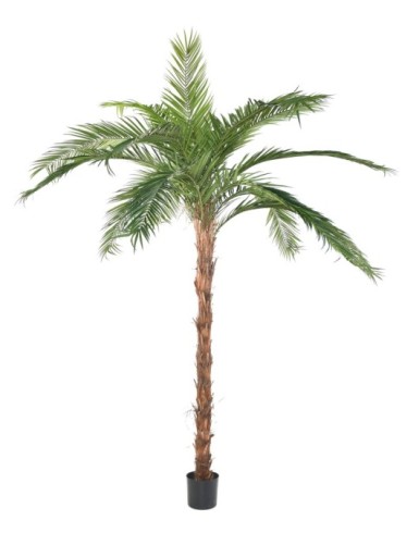 PALMERA PHOENIX CANARIENSIS TN