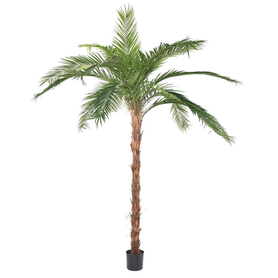 PHOENIX CANARY ISLAND DATE PALM TREE TN