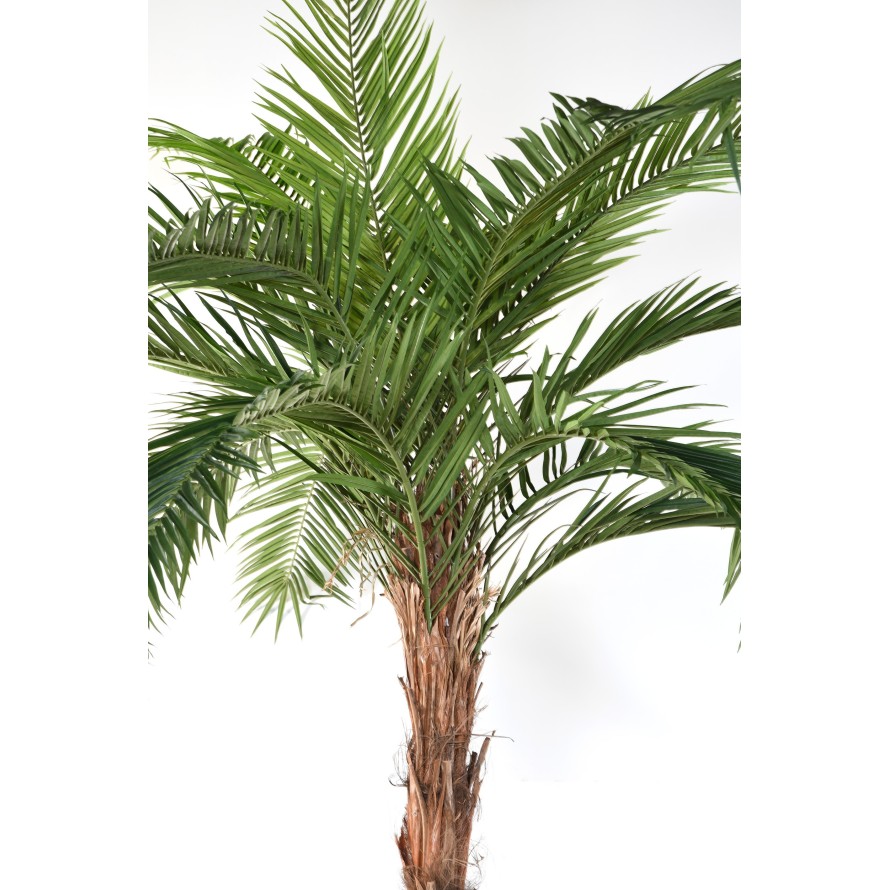 PHOENIX CANARY ISLAND DATE PALM TREE TN