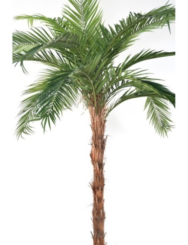 PHOENIX CANARY ISLAND DATE PALM TREE TN