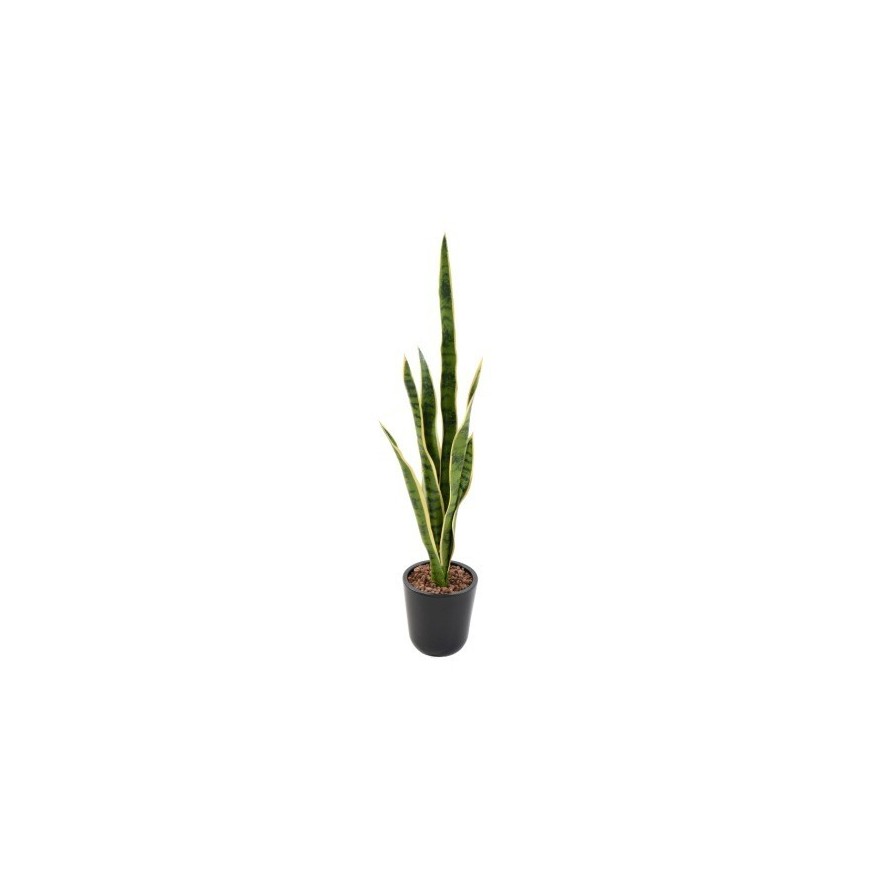 SANSEVIERIA STECKSTAB GEMISCHT