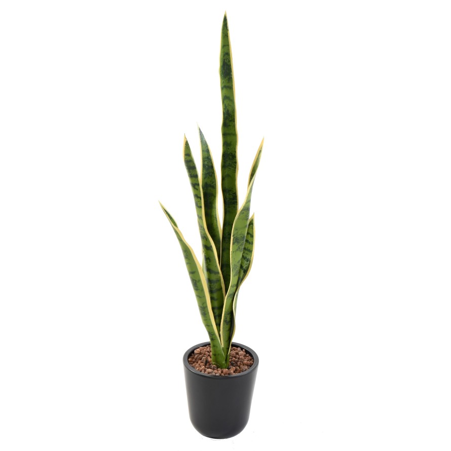 SANSEVIERIA SIN MACETA MIXTA