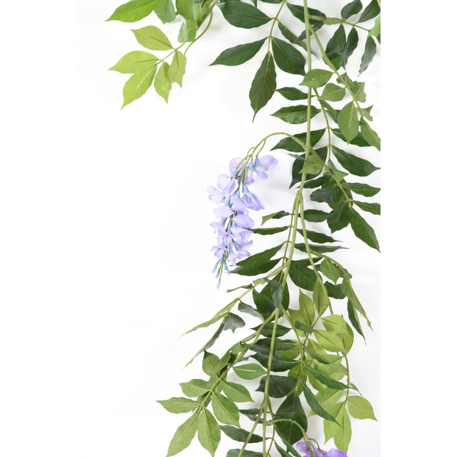 GLICINA GUIRNALDA NEW