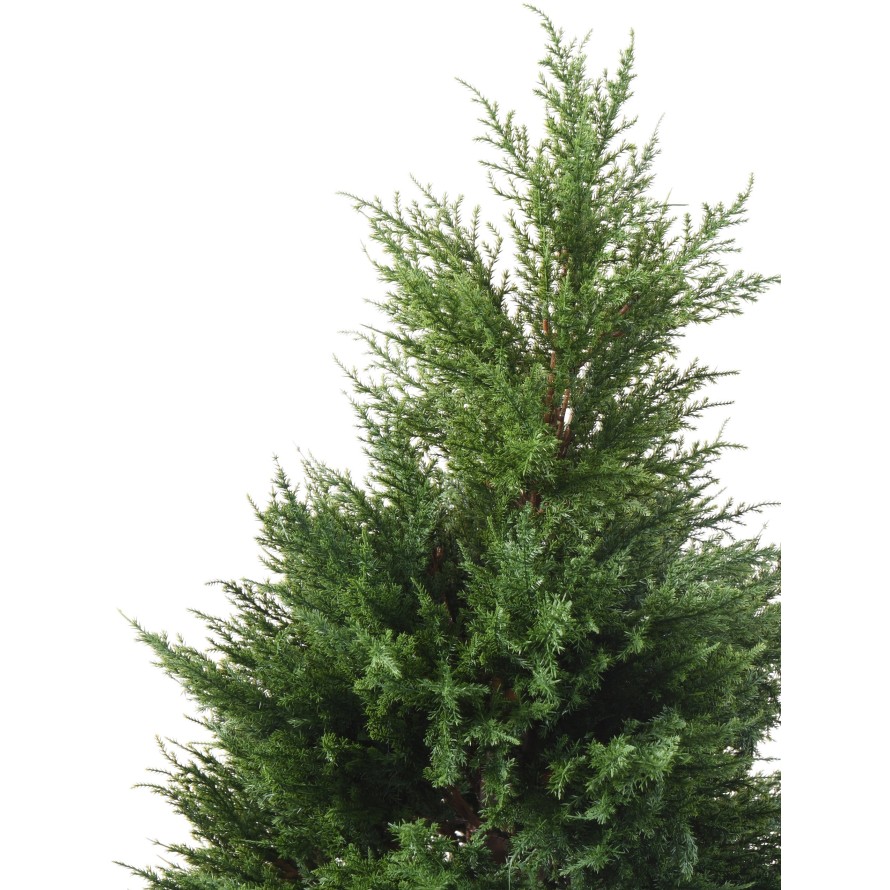 CIPRÉS (juniperus)