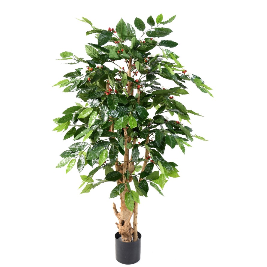 CAFETO FLORES TRONCOS NUDOSOS