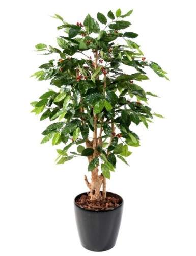 CAFETO FLORES TRONCOS NUDOSOS