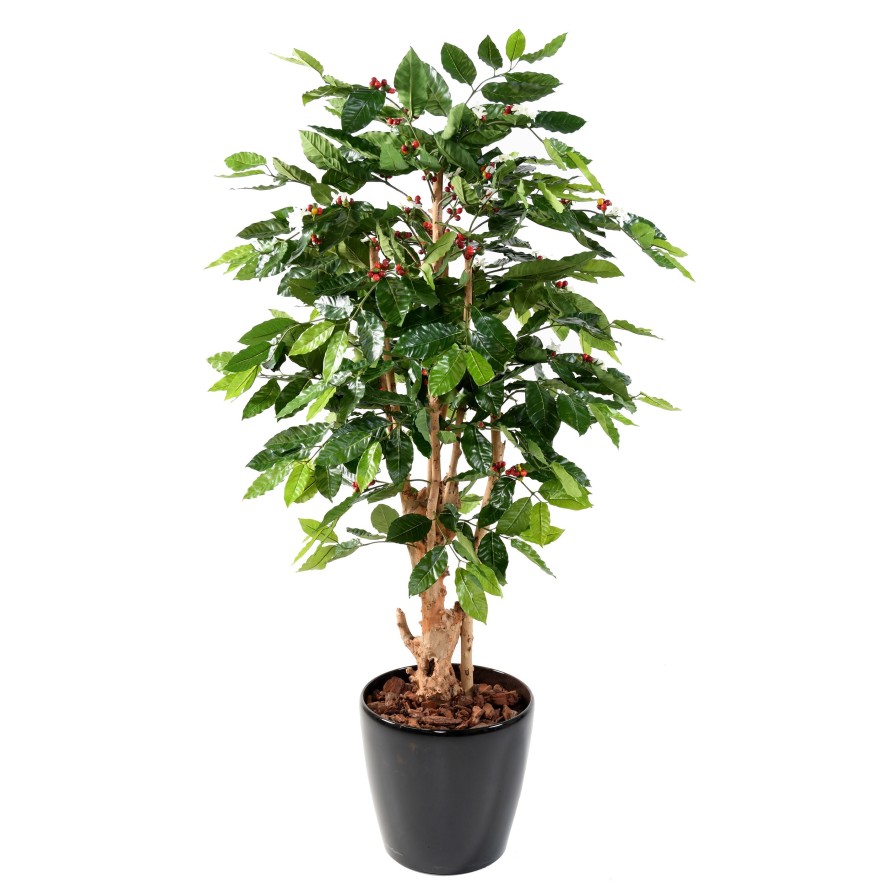 CAFETO FLORES TRONCOS NUDOSOS