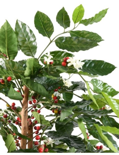 KAFFEEBAUM BLÜTEN KNOTIGE STÄMME