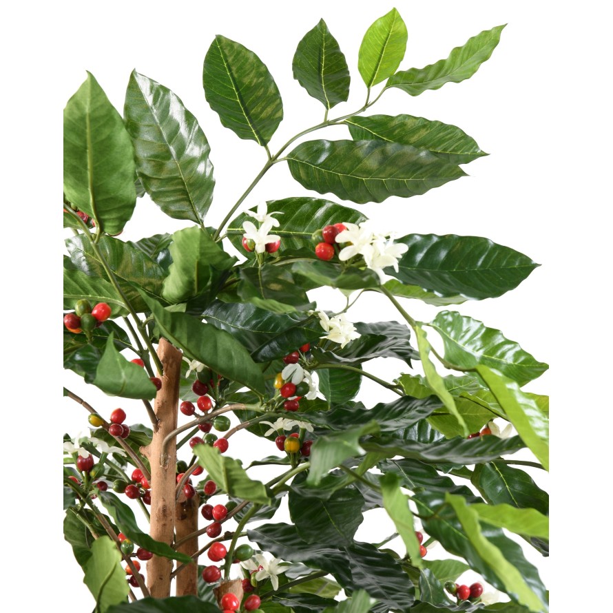 KAFFEEBAUM BLÜTEN KNOTIGE STÄMME