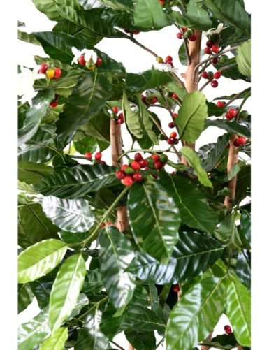 CAFETO FLORES TRONCOS NUDOSOS