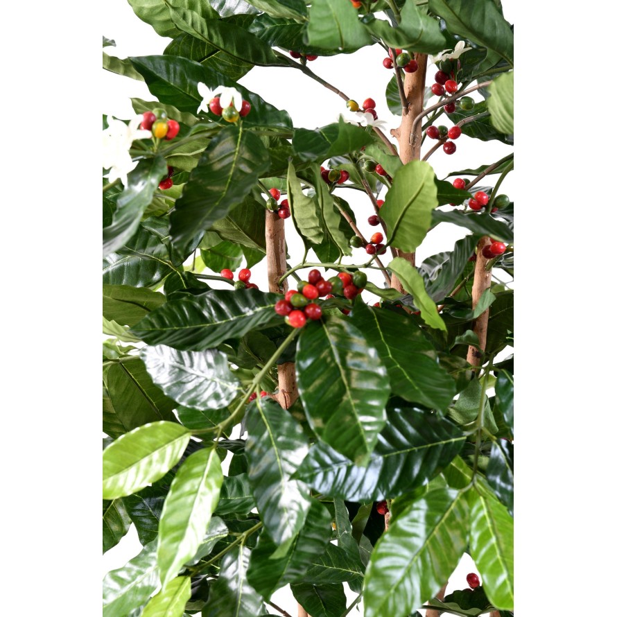 KAFFEEBAUM BLÜTEN KNOTIGE STÄMME