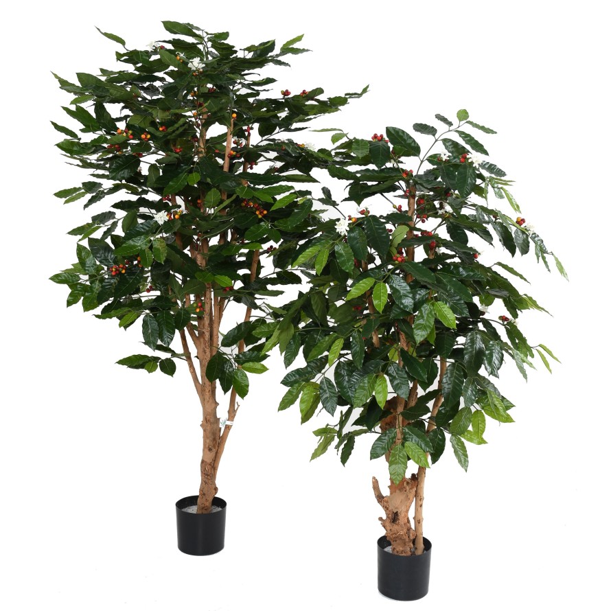 KAFFEEBAUM BLÜTEN KNOTIGE STÄMME