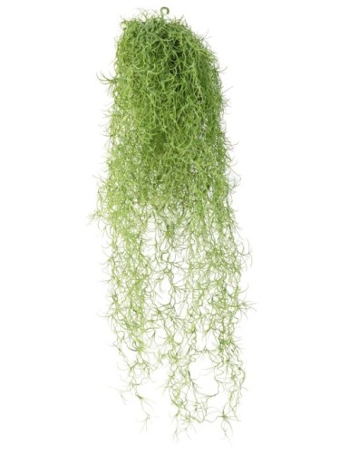 TILLANDSIA (musgo español)