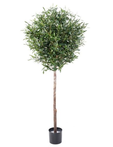 OLIVENBAUM KRONE KUGEL