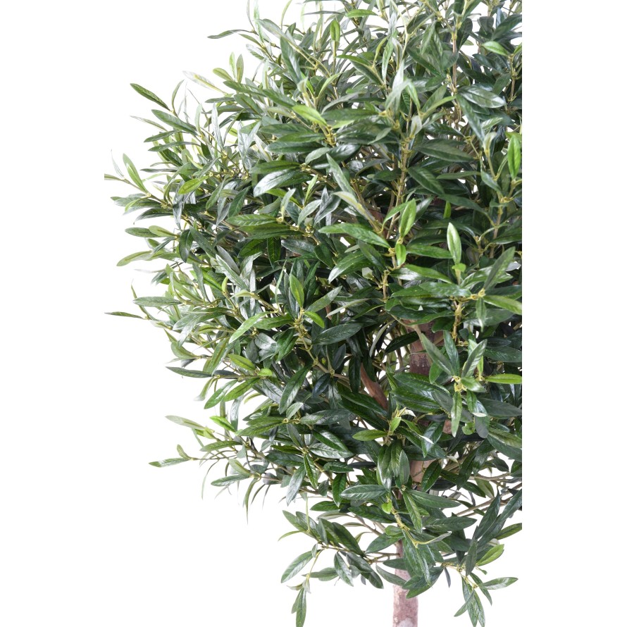 OLIVE TREE HEAD BALL