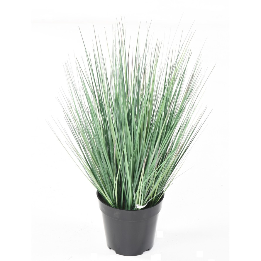 HIERBA DE CEBOLLA NEW