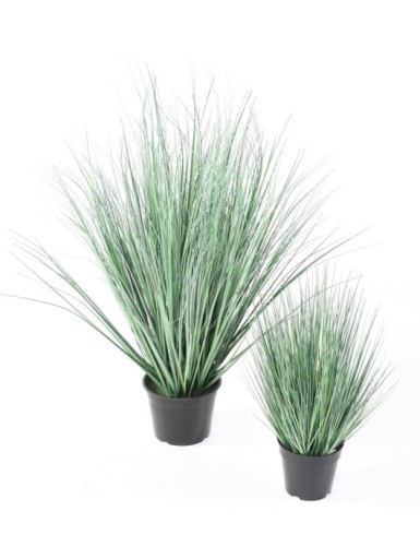 HIERBA DE CEBOLLA NEW