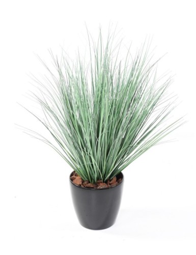 HIERBA DE CEBOLLA NEW