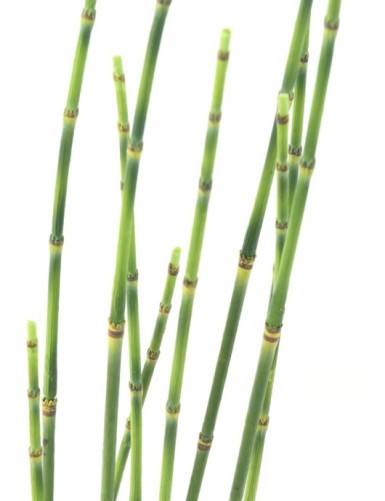 PRESLE (Cola de caballo)