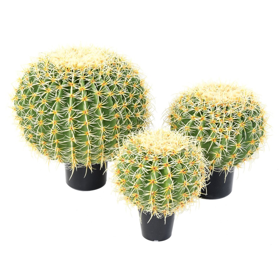 CACTUS ESFERA