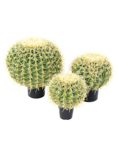 CACTUS ESFERA