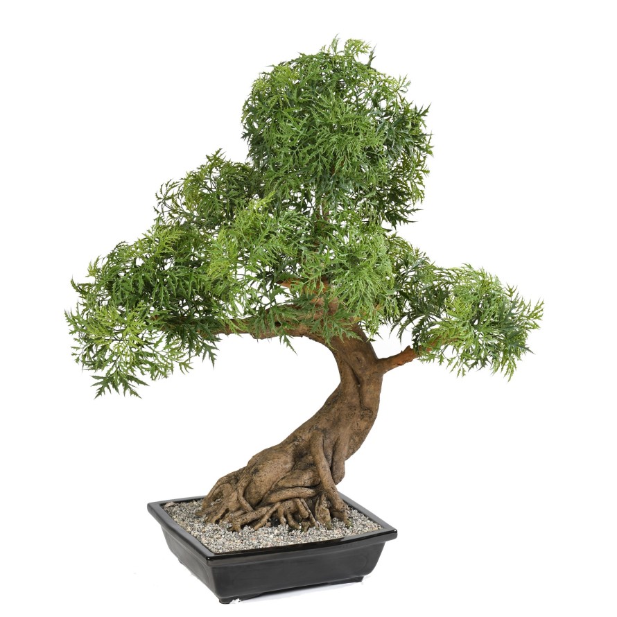 BONSAI ARALIA IN SCHALE