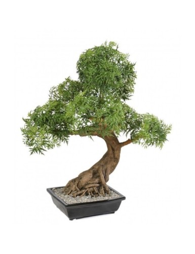 BONSÁI ARALIA EN MACETA