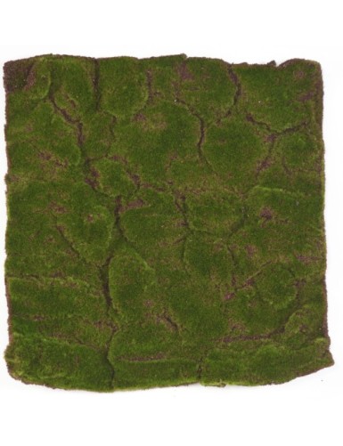MOSS DEKOPLATTE 50 × 50