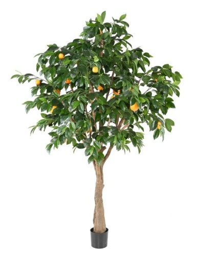 ORANGENBAUM