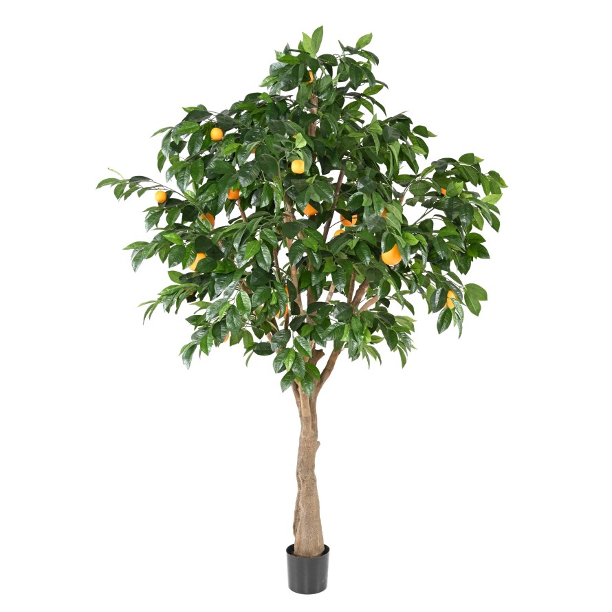 ORANGENBAUM