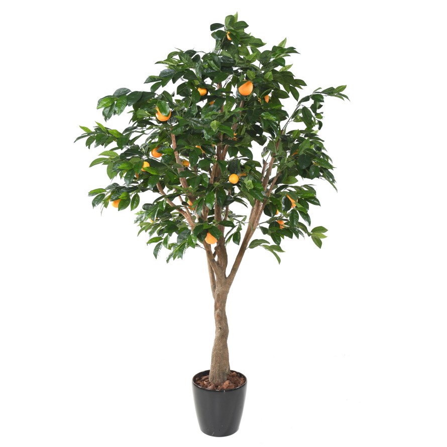 ORANGENBAUM