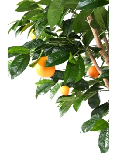ORANGENBAUM